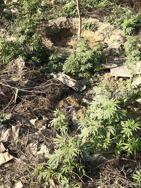 印度野生大麻植物的图片，大麻药物生长在德里附近的荒地路边，野生印度大麻植物生长为杂草