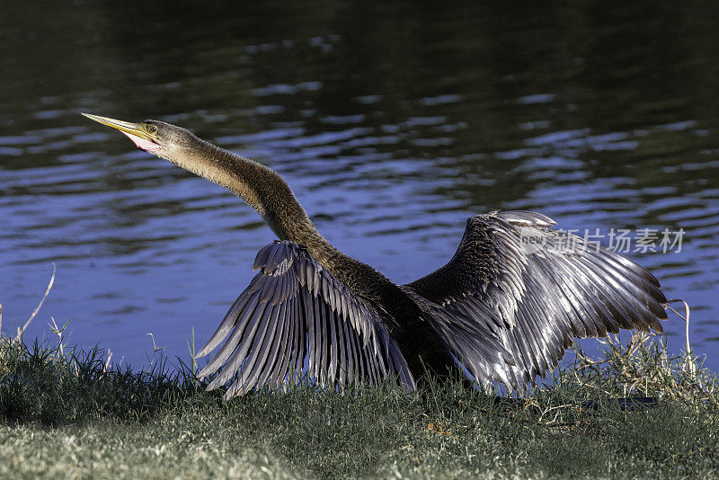 蛇鸟在湖边扇动翅膀。