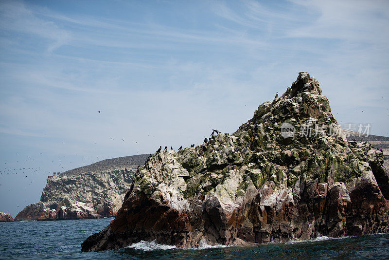 秘鲁巴列斯塔斯群岛国家保护区的南美海鸟
