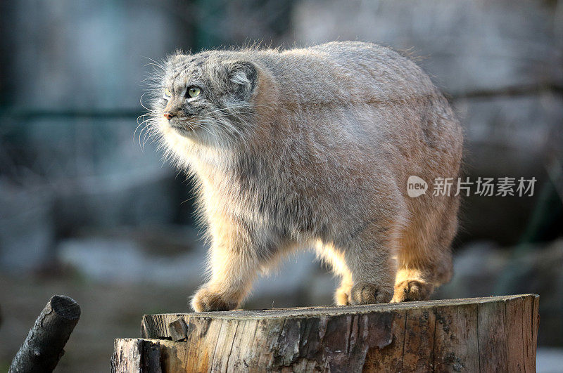 小野猫在动物园