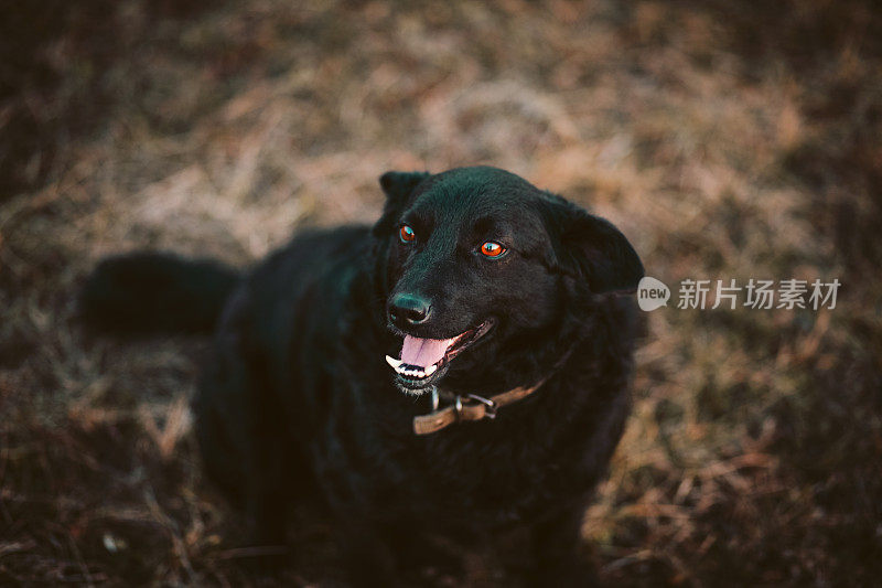 一只快乐的黑狗在户外的黄色草地上