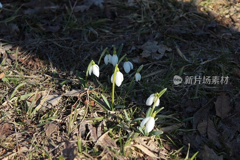 第一朵雪花莲花在二月底