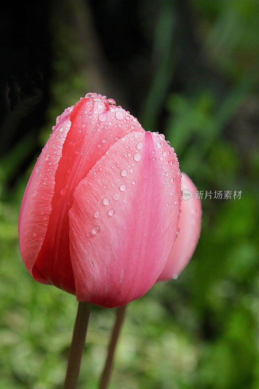 春雨中的郁金香