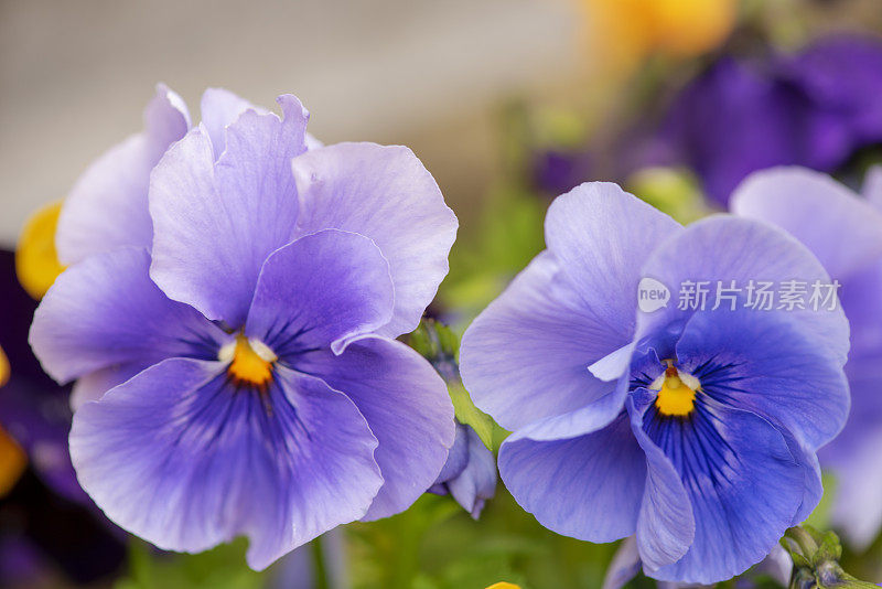 两种冬季三色紫罗兰的特写图像，三色紫罗兰变种hortensis，仍然盛开在英国的春天。