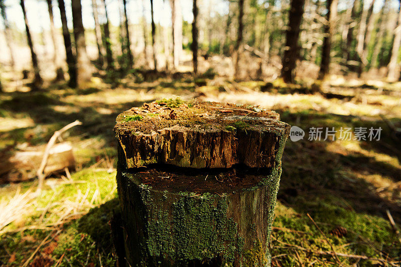 荒野森林砍伐