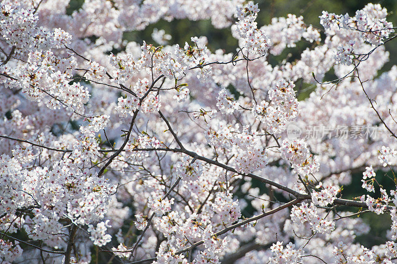 樱花