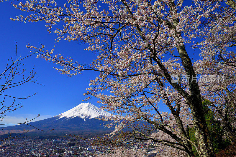 富士山和樱花:从荒山森根公园，富士吉田