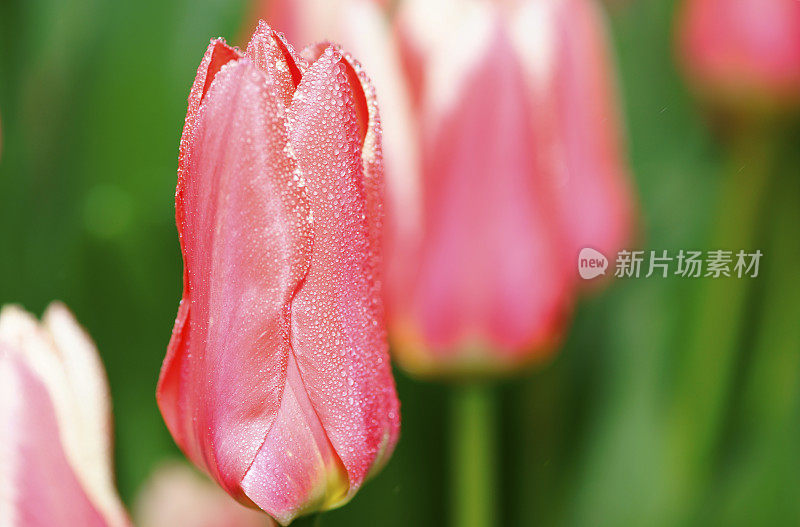 单朵郁金香与雨滴特写，加拿大