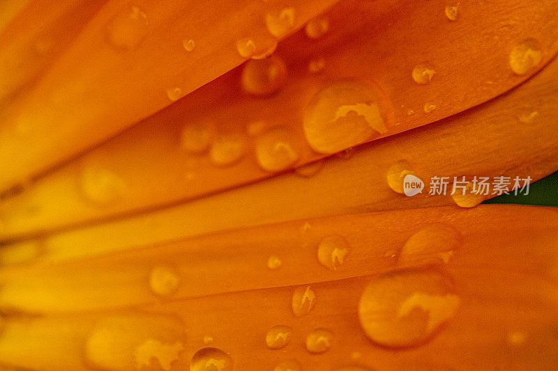 橙色万寿菊花瓣的特写