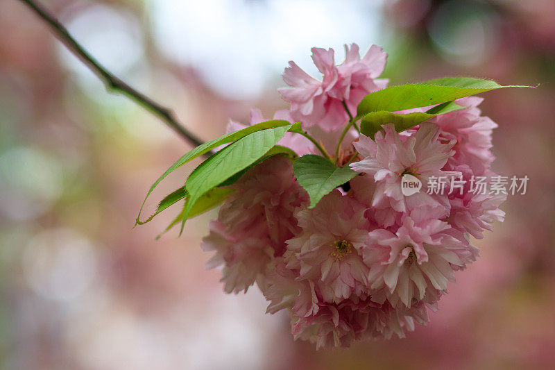 樱花