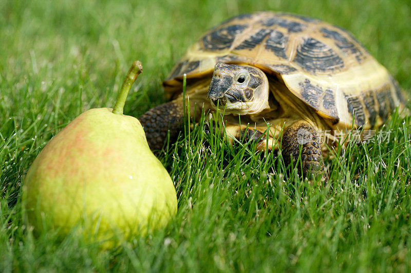 草地上一只带梨的俄罗斯龟