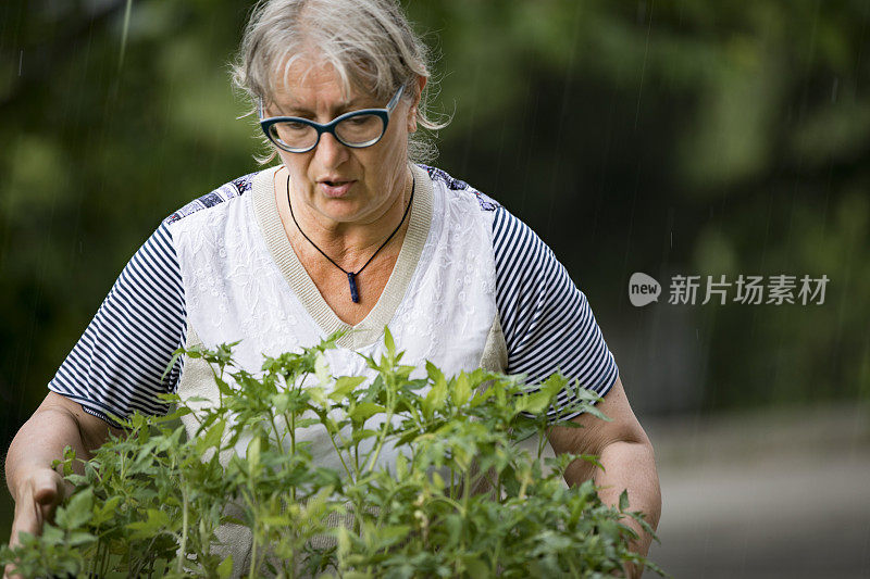 成熟的女人在雨中携带西红柿幼苗