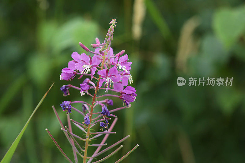 夏天的紫色Fireweed