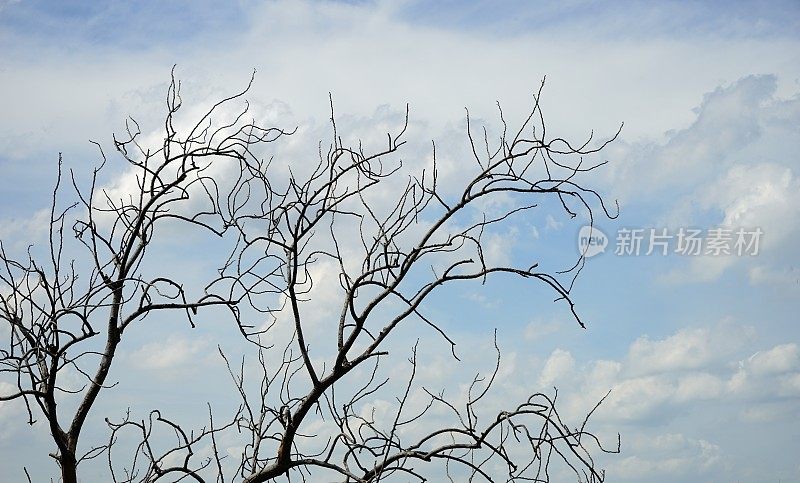 天空中无叶的树枝