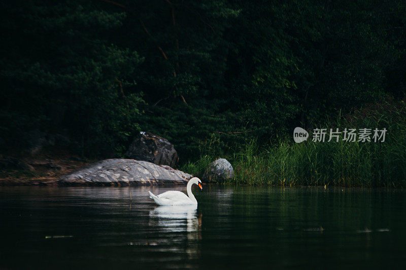 芬兰绿色湖面上的白天鹅