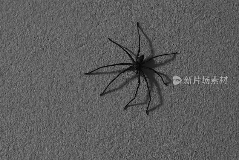巨大的普通猎蛛在家里的墙上爬行