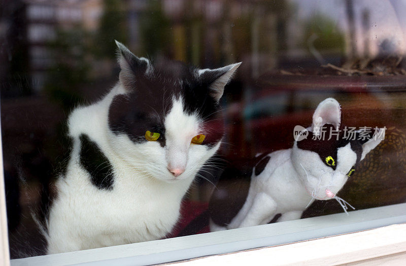 真正的猫和填充玩具猫(双胞胎)向窗外看