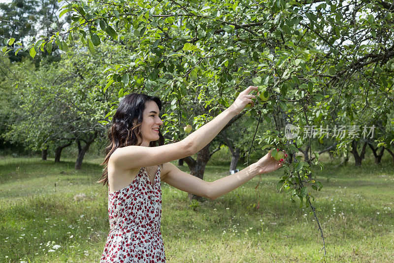 女人从树上摘苹果。