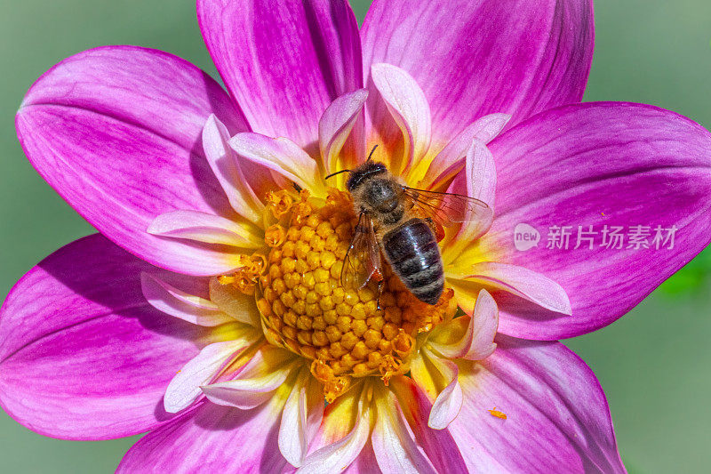 蜜蜂，(意大利蜜蜂)，蜜蜂科，大丽花。
