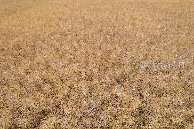 即将收获的油菜籽(鸟瞰图)