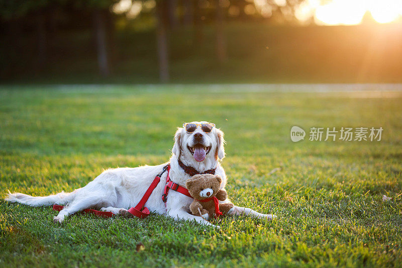 在一个美丽的公园里，戴着墨镜的金毛猎犬坐在夕阳下的草地上