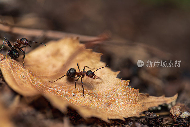 干树叶上的黑木蚁，特写镜头