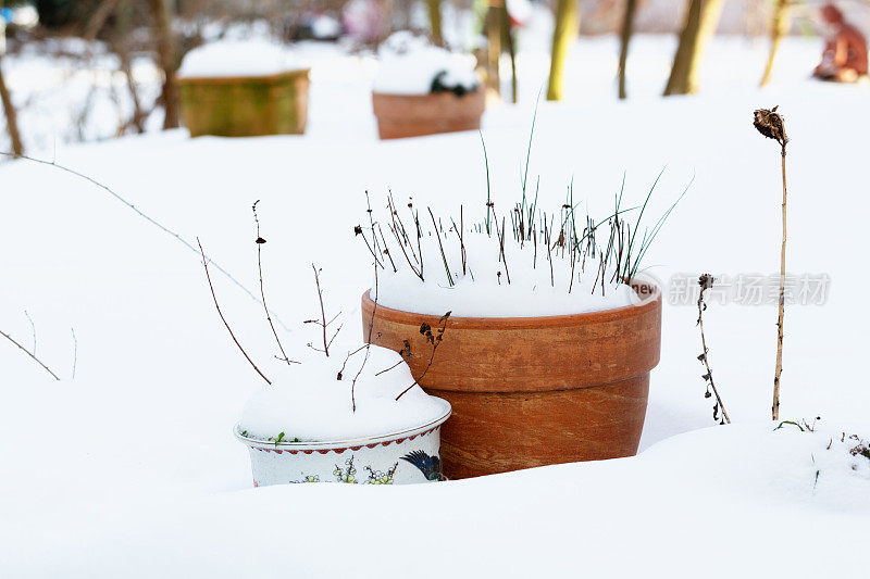 冬天的花盆里覆盖着雪