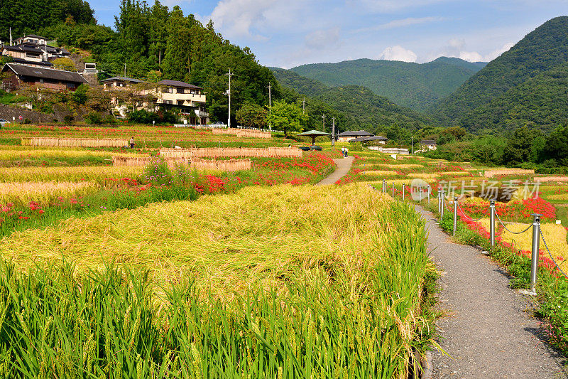 秋日的寺坂梯田，位于琦玉县秩父县