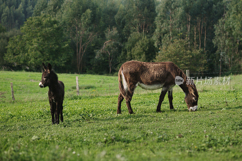 两头驴在绿色的草地上