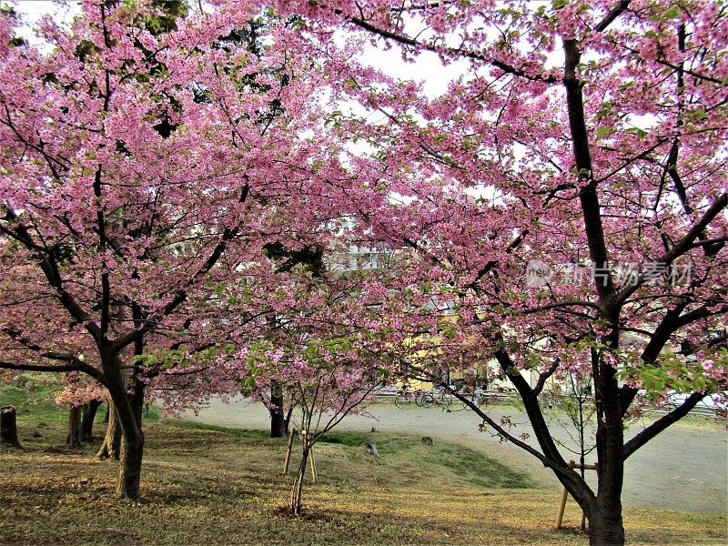 日本。3月。樱花盛开的日本梅花。