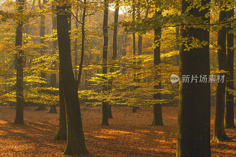 阳光灿烂的森林在一个美丽的雾蒙蒙的秋天，棕色的金色树叶