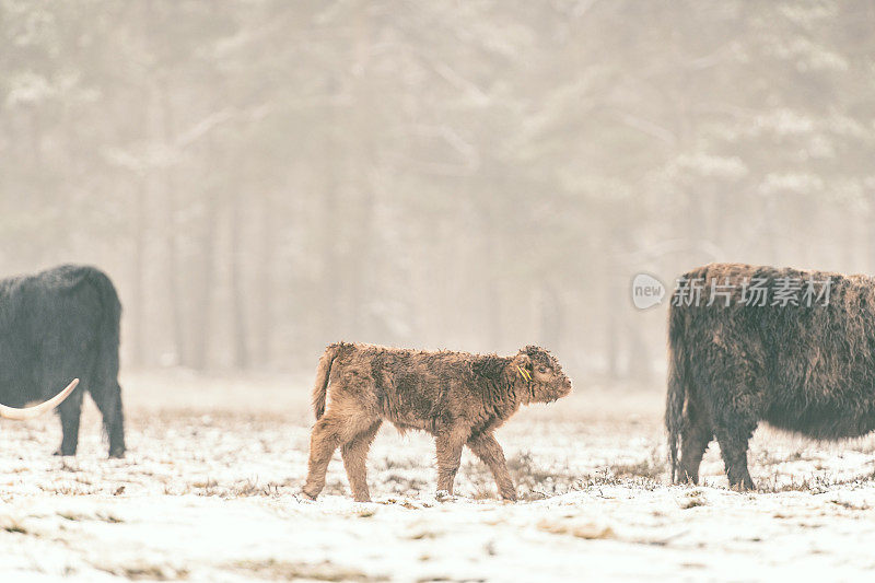 雪地里的苏格兰高地牛的肖像