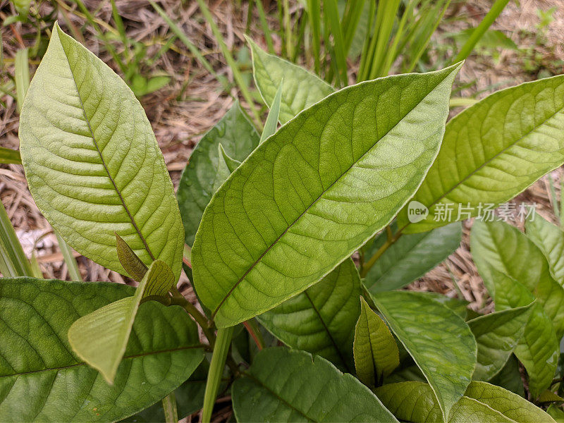 热带婆罗洲的Simbilikan植物
