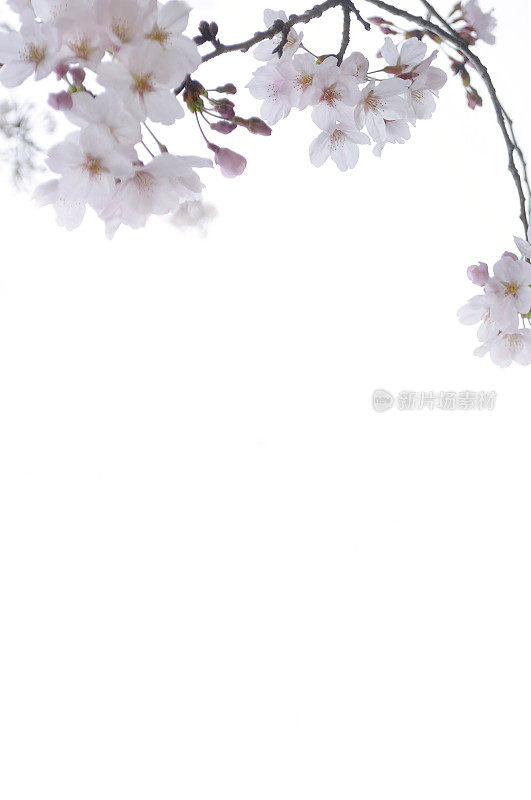 白色背景上的樱花