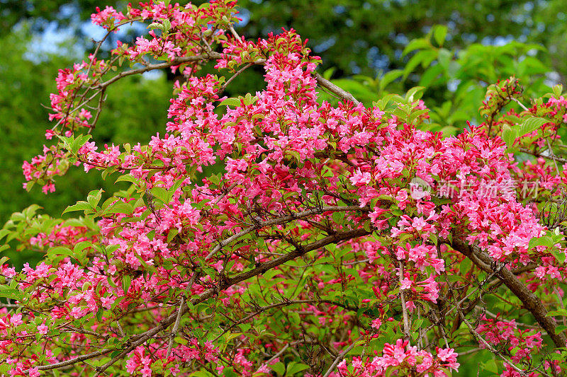 锦带花:花