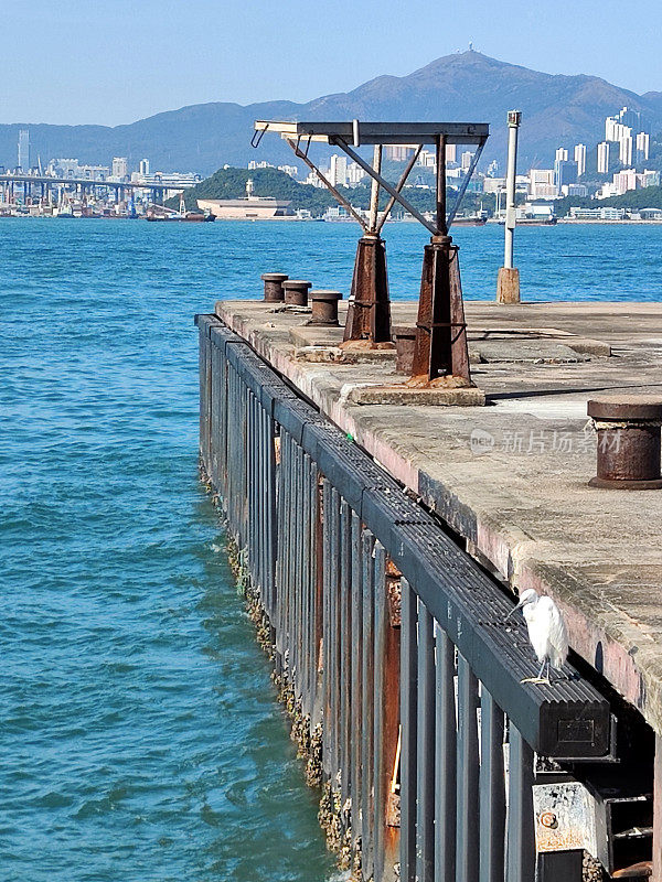 香港岛中西区海滨的苍鹭