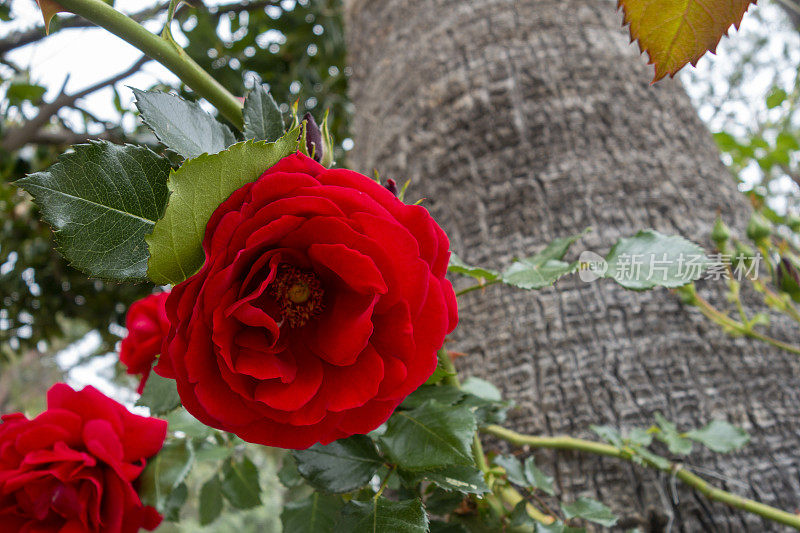 枝上的红玫瑰