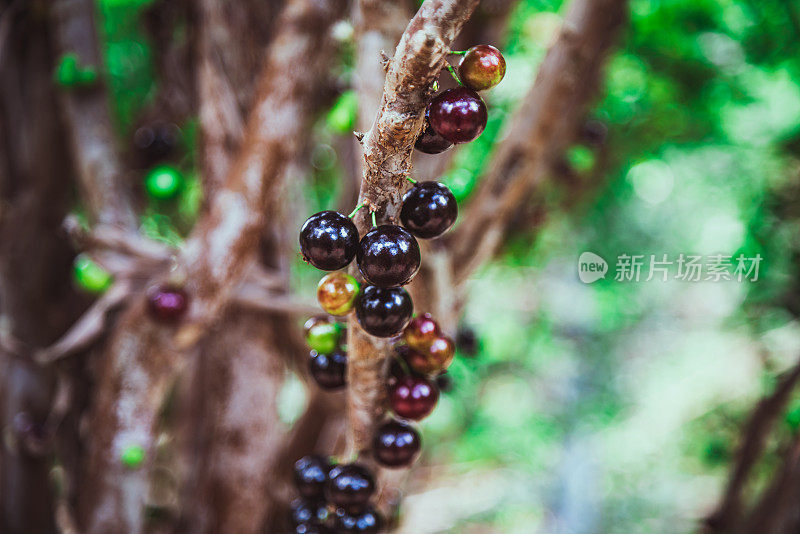 Jabuticaba