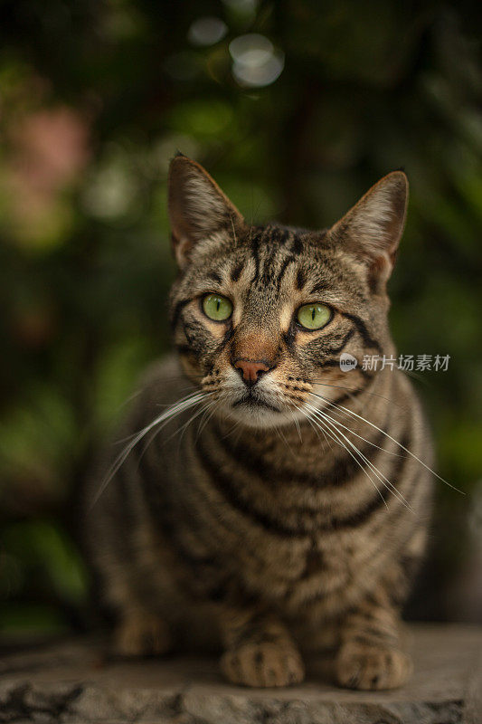 流浪虎斑猫在看镜头。