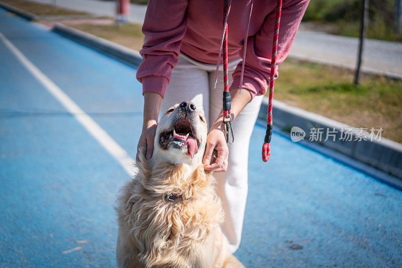 金毛寻回犬在散步时，她的主人抚摸着她的头，她玩得很开心