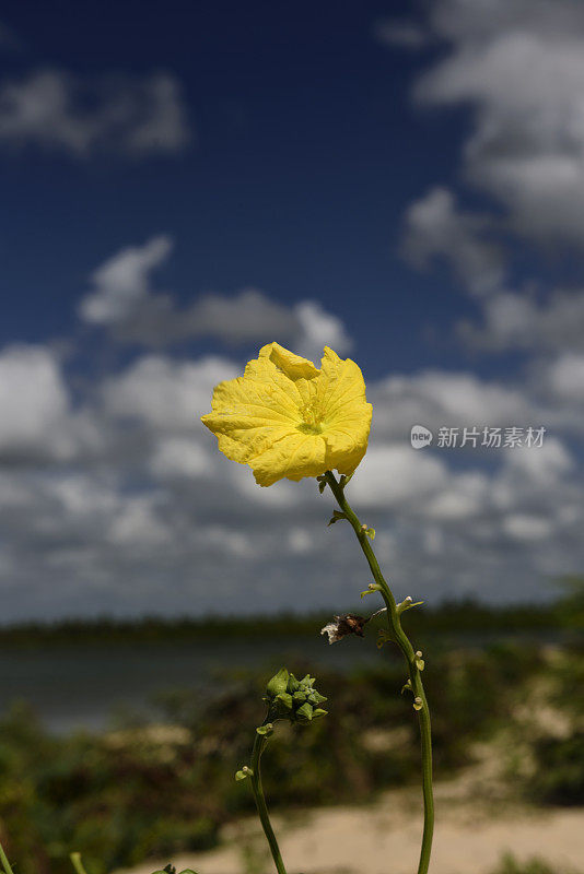 沙洲上的花