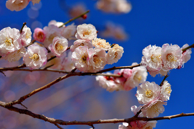 东京，日本公园里盛开的梅花