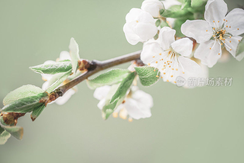 春暖花开的树枝