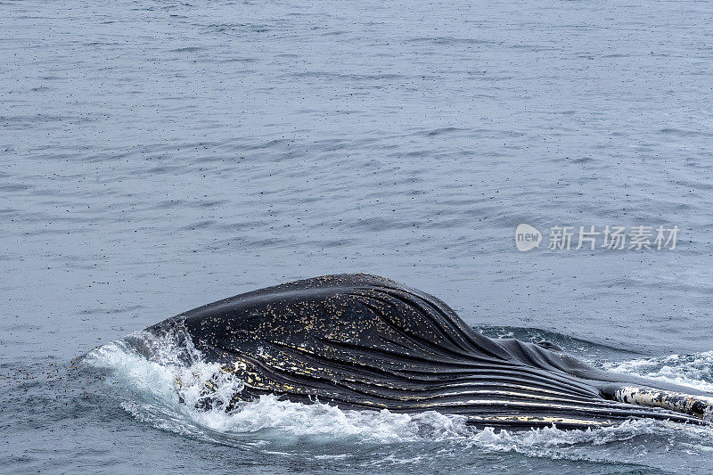 座头鲸在南极水域觅食。南极洲