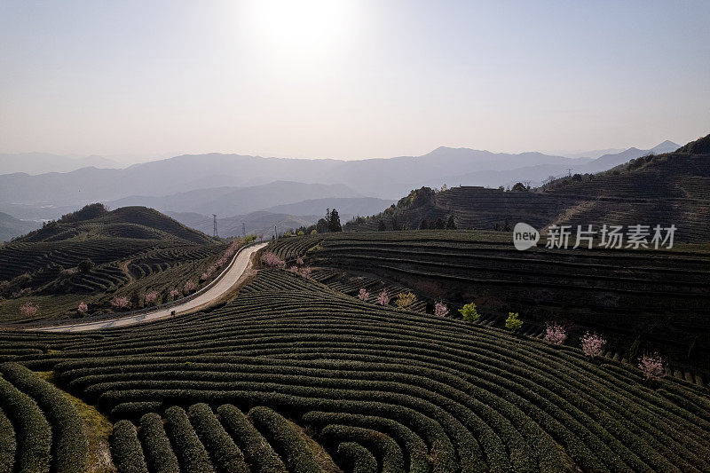 阳光山茶园