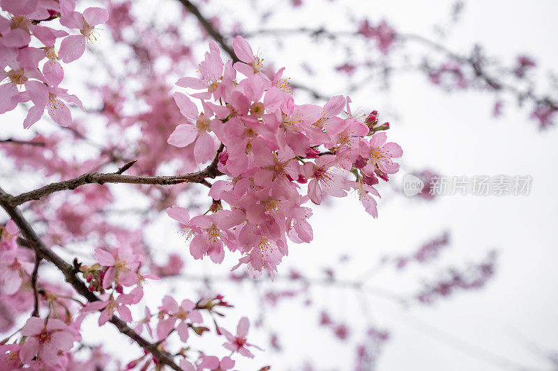 樱花特写