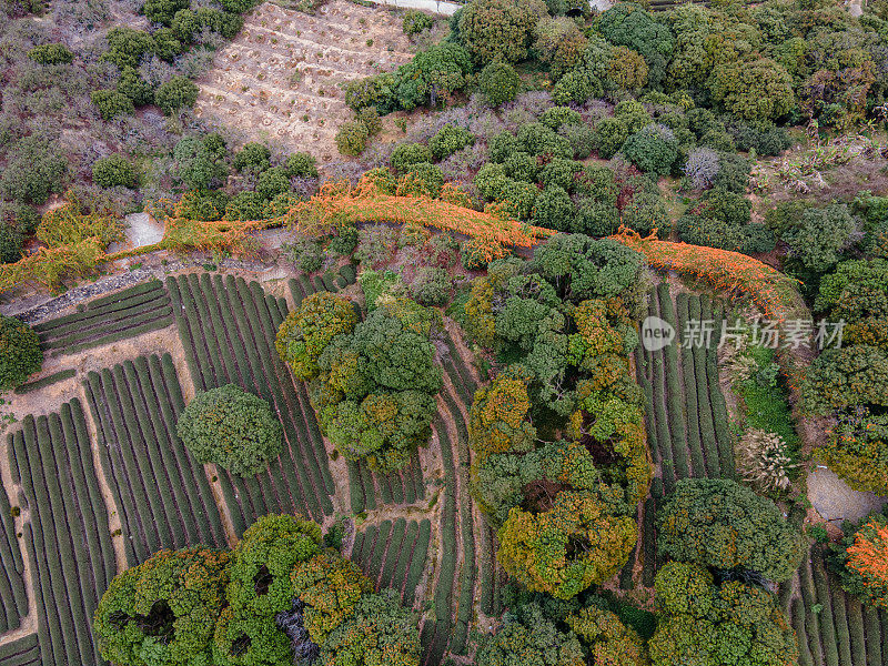 农村农业种植园的茶叶和林地鸟瞰图