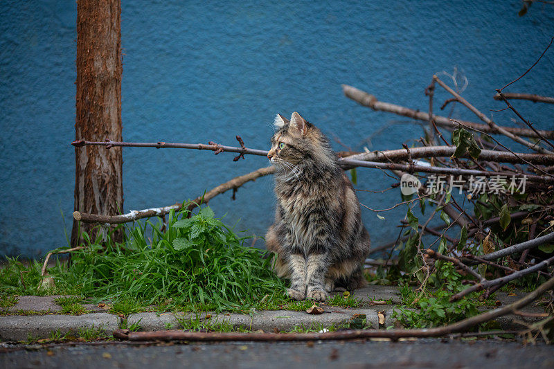 虎斑流浪猫。