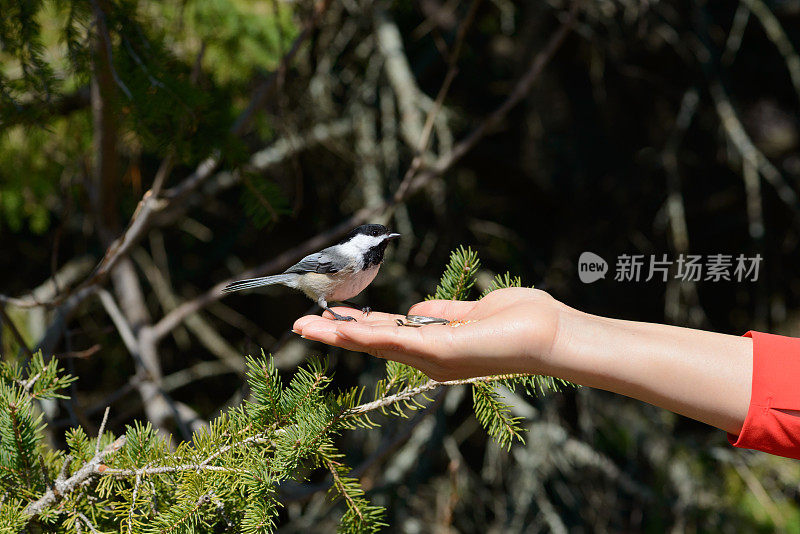 4月，加拿大安大略省的黑顶山雀从人手中进食