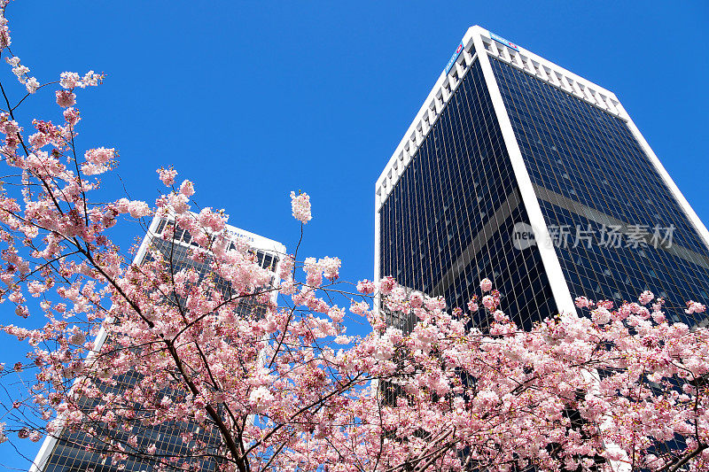 Burrard站美丽的树木在春天开花，四月附近的摩天大楼和轻轨站白玉兰樱花日本樱花白红花吞没蓝天无云市中心的景色